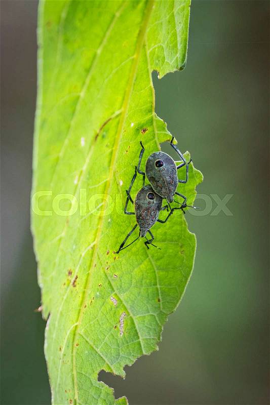 Image of insect on a green leaf. Bug, stock photo