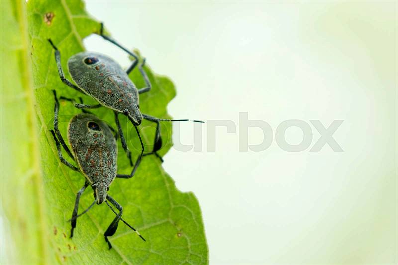 Image of insect on a green leaf. Bug, stock photo