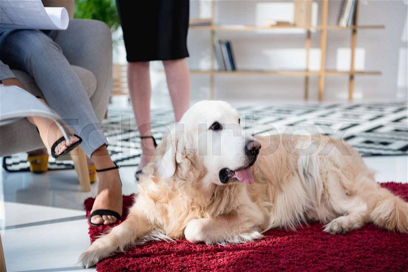 Cropped shot of businesswoman in formal wear with dog lying on carpet at office, stock photo