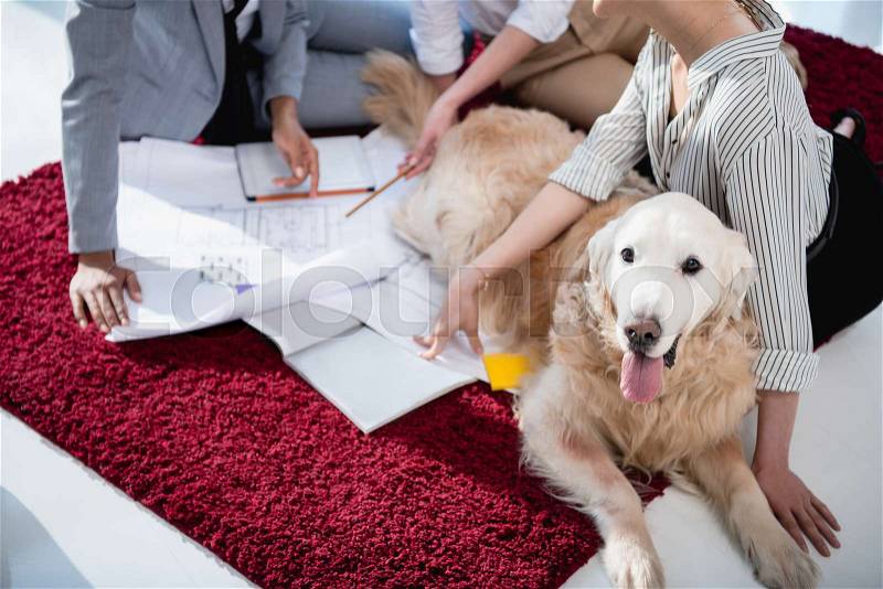 Cropped shot of designers working with blueprints while sitting on the floor with dog, stock photo