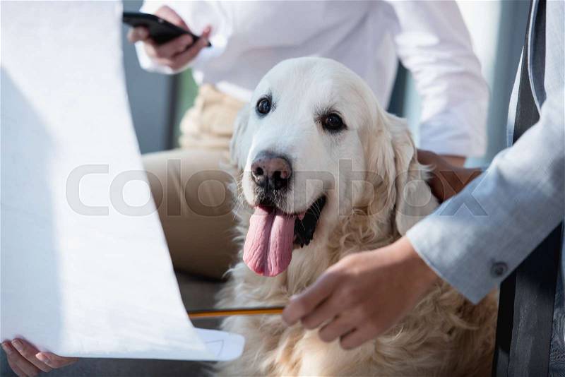 Cropped shot of businesswomen showing blueprint to dog at office, stock photo