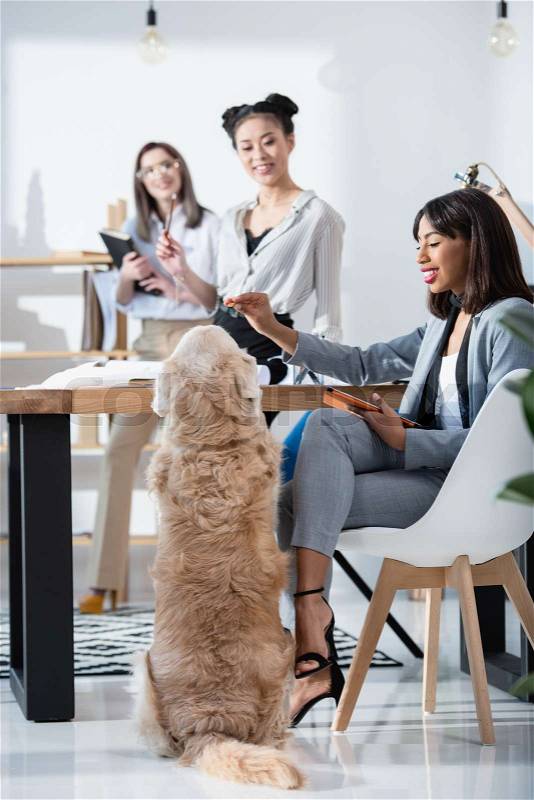 Young multiethnic women in formal wear working at office with dog, stock photo