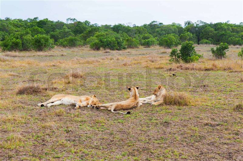 Animal, nature and wildlife concept - pride of lions resting in maasai mara national reserve savannah at africa, stock photo
