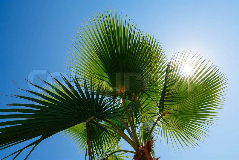 Branches of a palm tree against a clear blue sky and sun. Sunny day at the seaside resort, stock photo