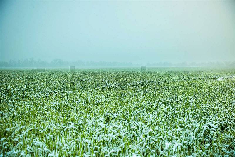 Wheat land under snow, stock photo