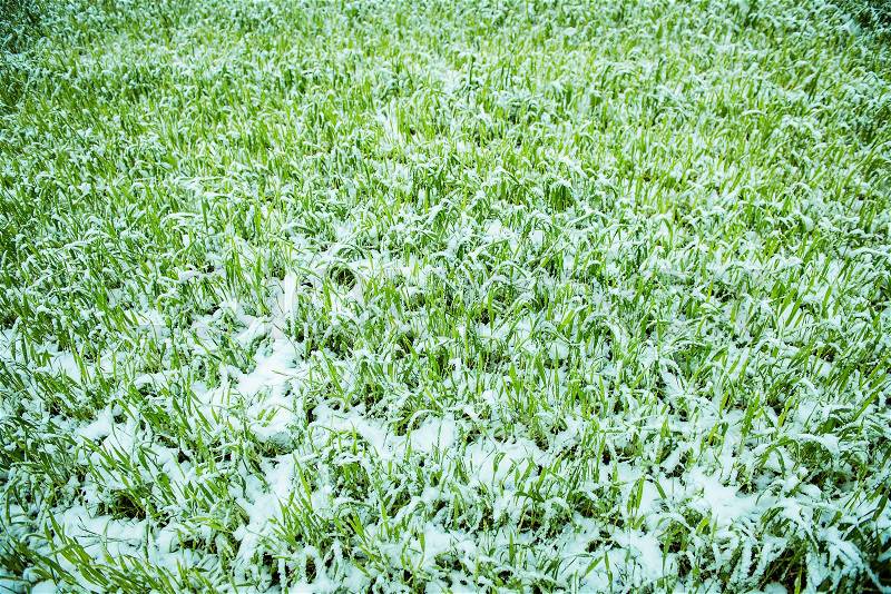 Wheat land under snow, stock photo