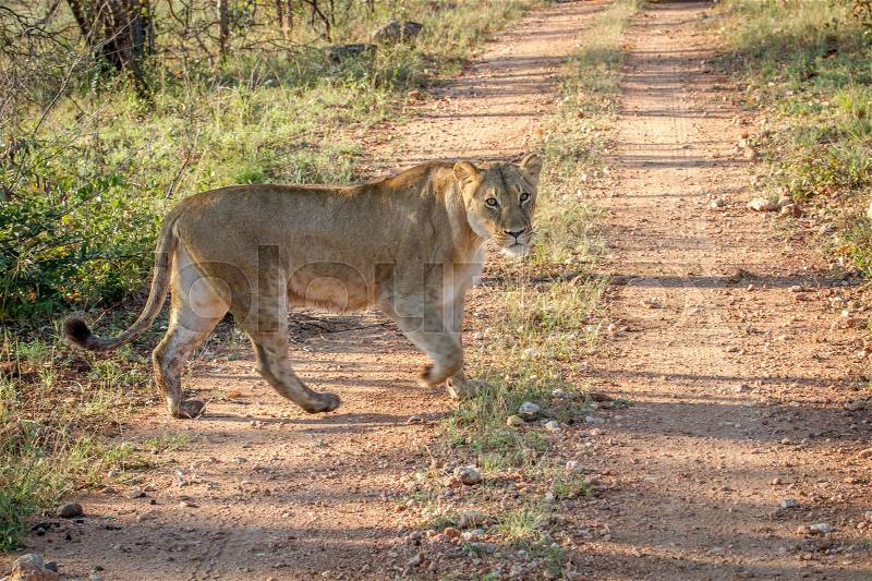 Big female Lion walking on a dirt road in the Kruger National Park, South Africa, stock photo