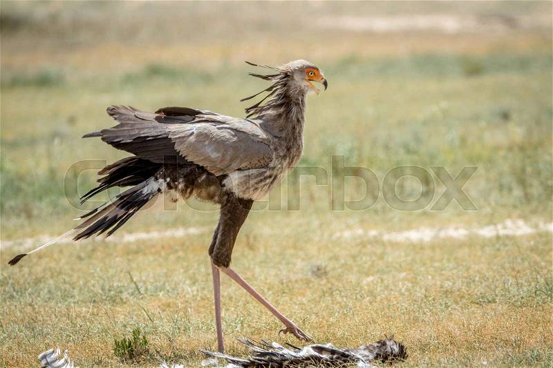 Secretary bird on a kill in the grass in the Kalagadi Transfrontier Park, South Africa, stock photo
