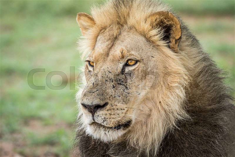 Side profile of a Lion in the Kalagadi Transfrontier Park, South Africa, stock photo
