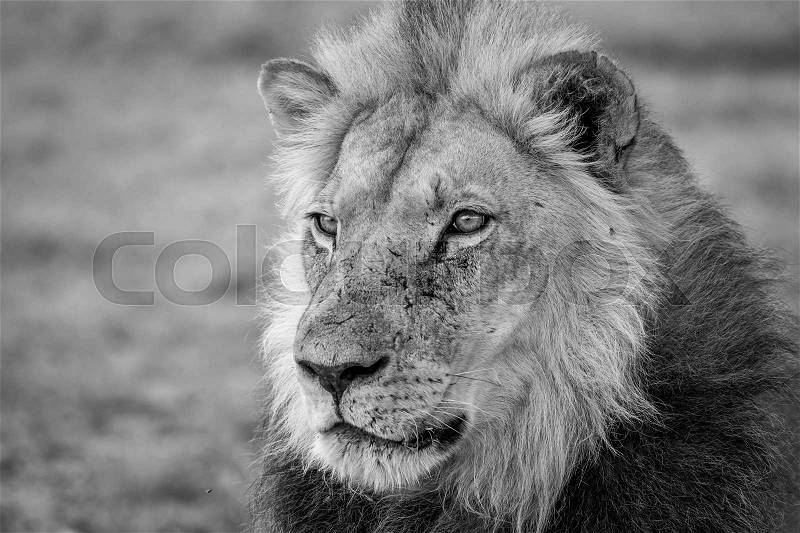 Side profile of a Lion in black and white in the Kalagadi Transfrontier Park, South Africa, stock photo