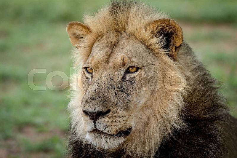 Side profile of a Lion in the Kalagadi Transfrontier Park, South Africa, stock photo