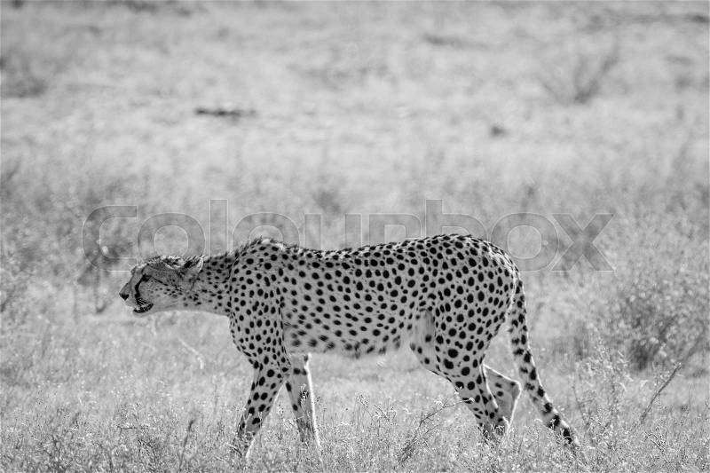 Cheetah walking in the grass in black and white in the Kalagadi Transfrontier Park, South Africa, stock photo