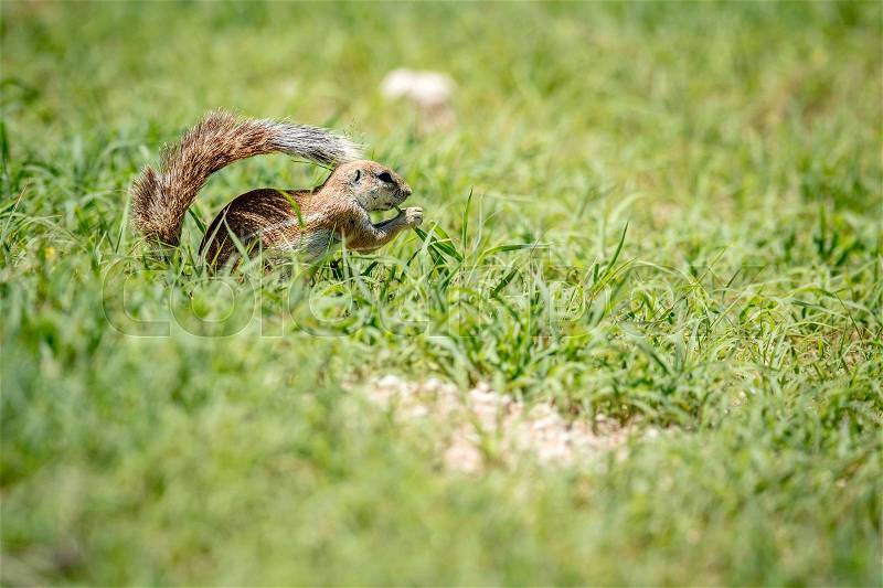 Ground squirrel eating grass in the Kalagadi Transfrontier Park, South Africa, stock photo