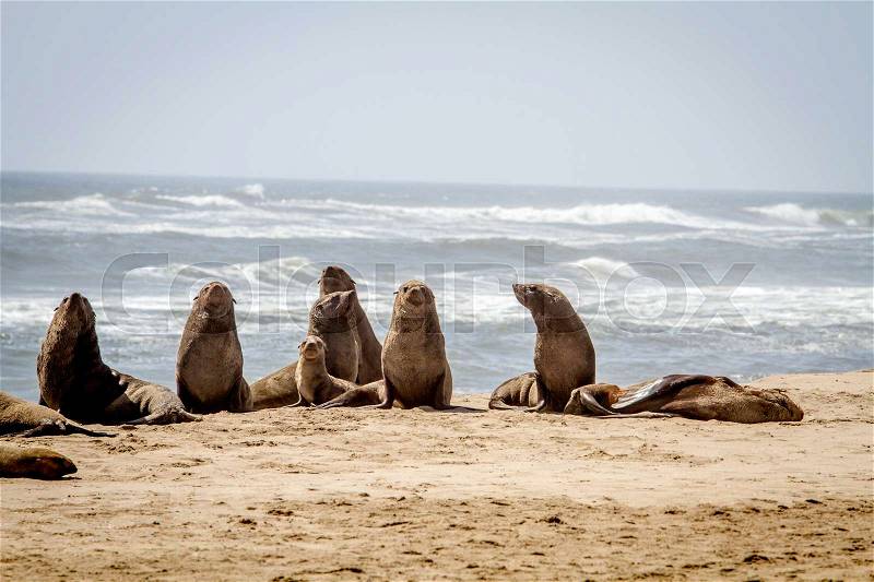 Group of Cape fur seals on the coast of the Namibian Desert, Namibia, stock photo