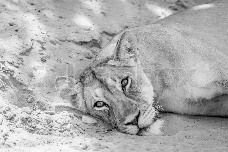 Lion laying down and starring in black and white in the Kalagadi Transfrontier Park, South Africa, stock photo