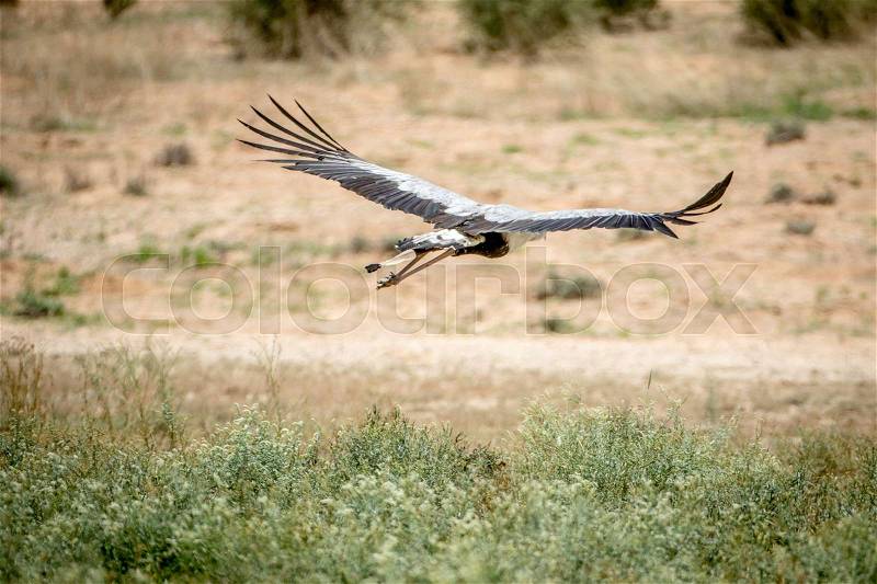 Secretary bird flying away in the Kalagadi Transfrontier Park, South Africa, stock photo