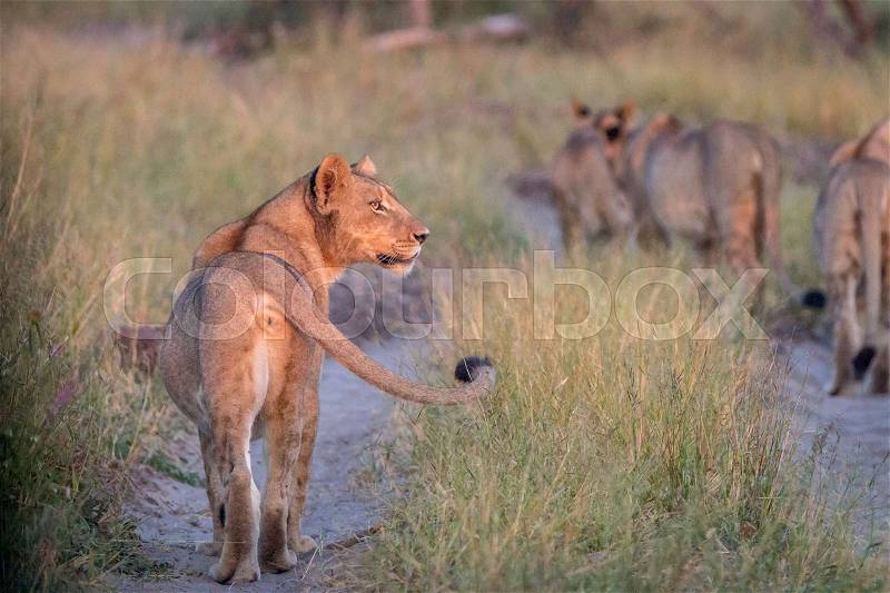 A side profile of a female Lion in the Chobe National Park, Botswana, stock photo