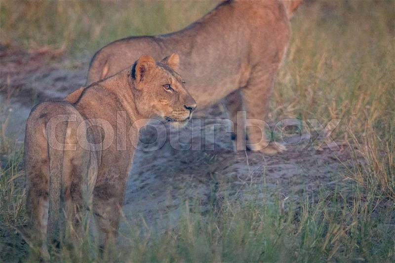 A side profile of a Lion cub in the Chobe National Park, Botswana, stock photo