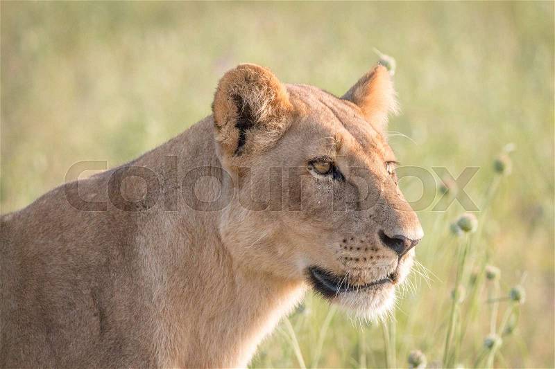 Side profile of a female Lion in the Chobe National Park, Botswana, stock photo