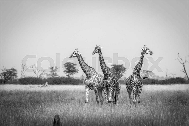 Three Giraffes standing in black and white in the Chobe National Park, Botswana, stock photo