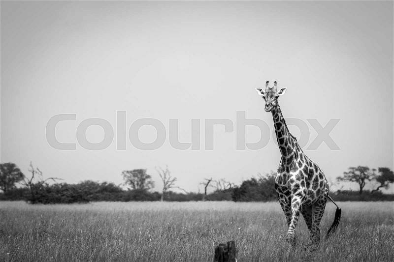 A Giraffe walking in the grass in the Chobe National Park, Botswana, stock photo