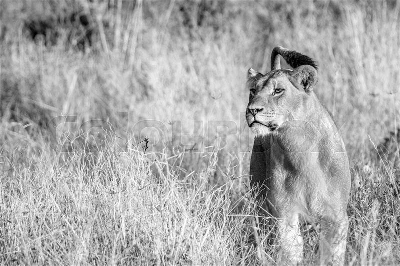 A female Lion walking in the grass in the Chobe National Park, Botswana, stock photo