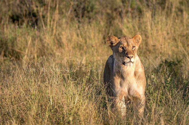 A female Lion walking in the grass in the Chobe National Park, Botswana, stock photo