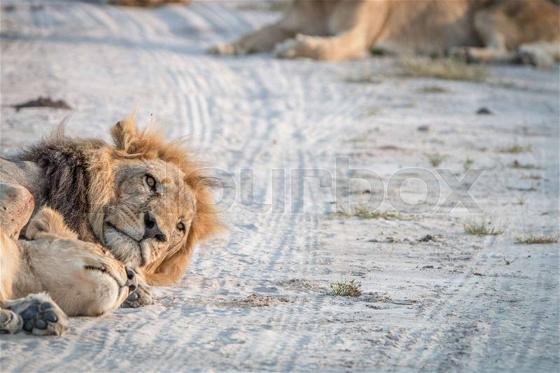 Two Lions sleeping on the road in the Chobe National Park, Botswana. , stock photo