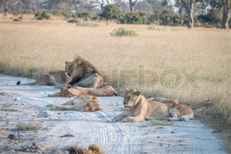 Lions sleeping on the road in the Chobe National Park, Botswana. , stock photo