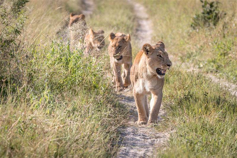 A pride of Lions walking on the road in the Chobe National Park, Botswana, stock photo
