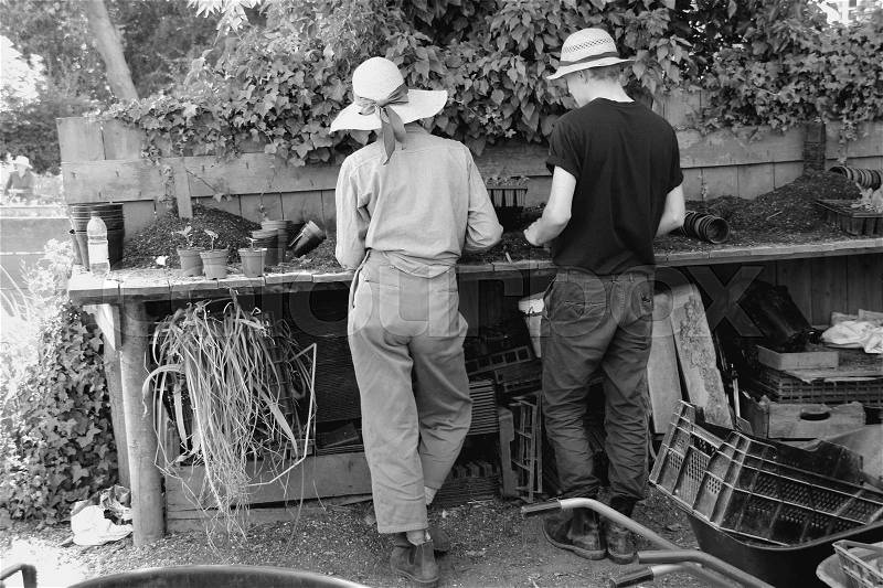 The female garden woman and gardener with covers are doing cuttings in the flowerpots on the wooden table in the shadow on the estate of the Great Dixter House & Gardens in England in the beautiful summer in black and white, stock photo