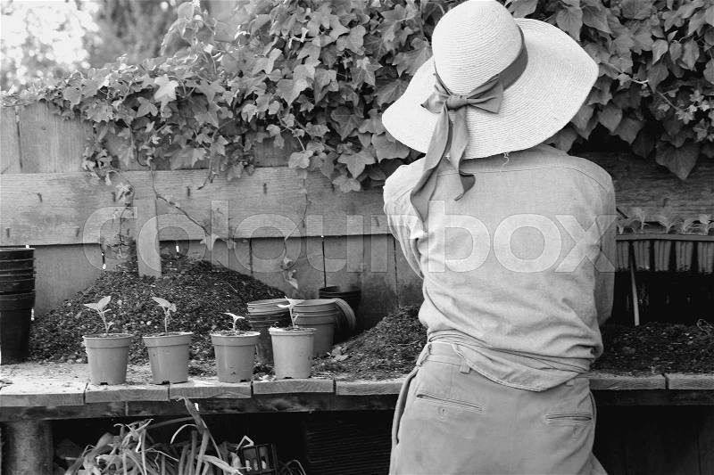 The garden woman with cover is doing cuttings in the flowerpots on the wooden table in the shadow on the estate of the Great Dixter House & Gardens in England in the beautiful summer in black and white, stock photo