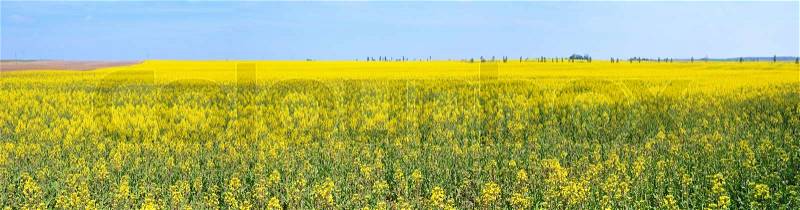 Panorama of yellow rape field under blue sky, stock photo