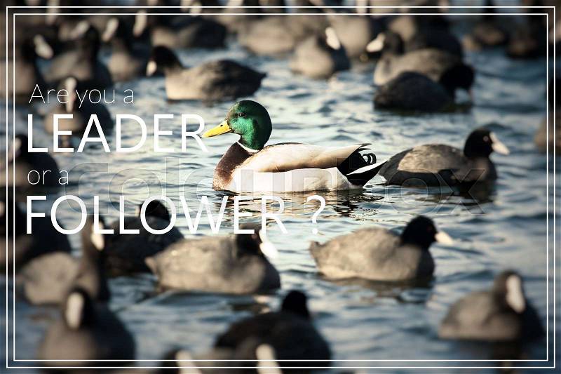 Word Follow the Leader. Wild Mallard ducks swim in the lake, stock photo