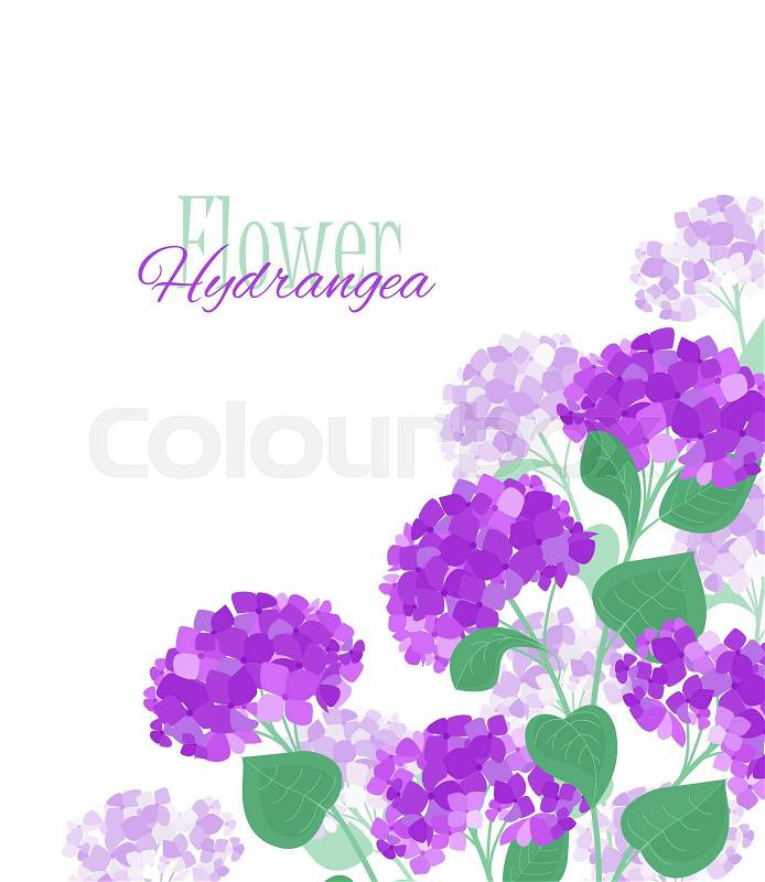Vector illustration of hydrangea flower Background with purple flowers, vector