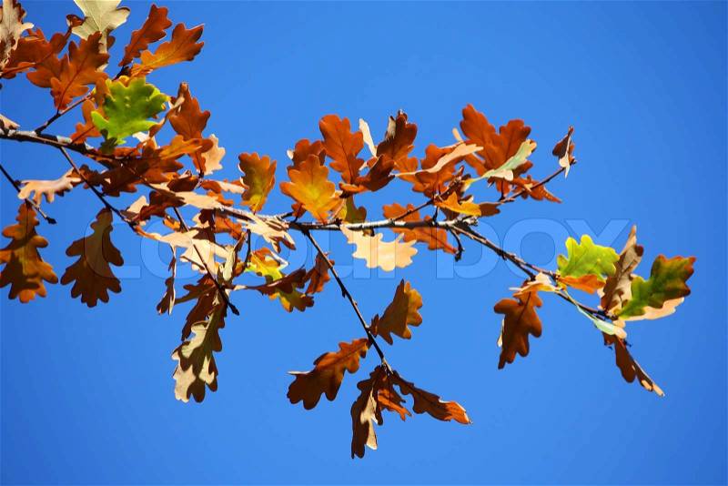 Colored leafs on tree on a blue sky background, stock photo