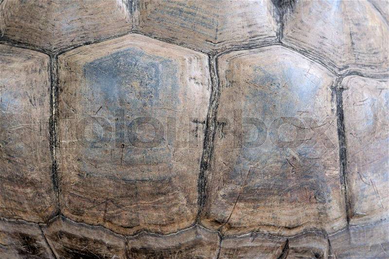 Close up turtle shell texture detail, stock photo