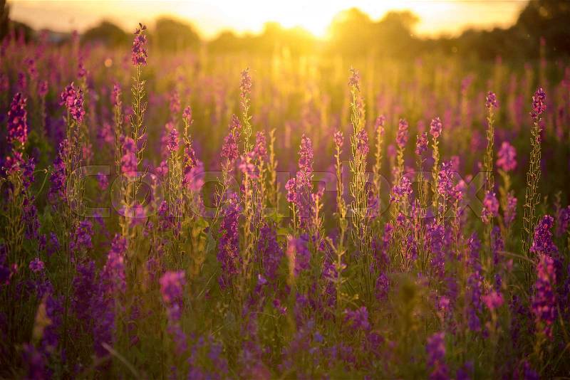 Wonderful sunset. fantastic colorful landscape with blue and pink lupine flowers in summer, stock photo