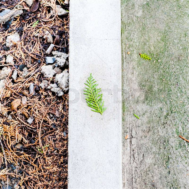Pine leaf falling on concrete block, stock photo