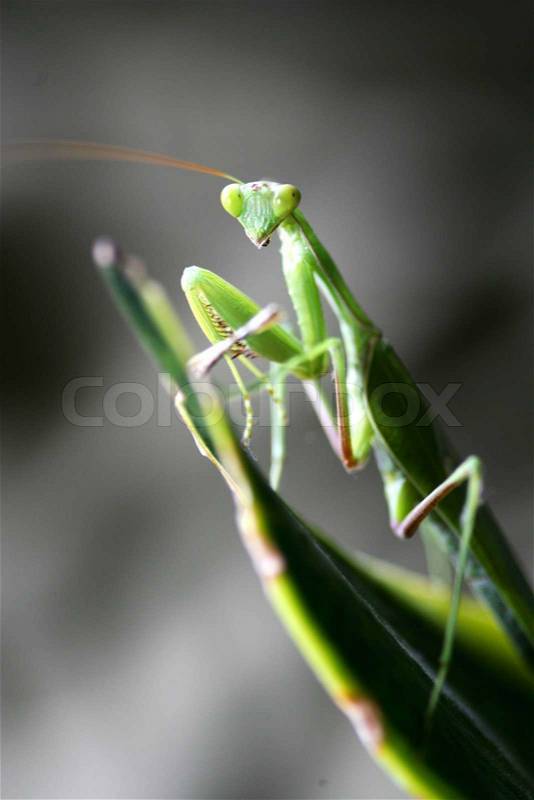 Praying Mantis, stock photo