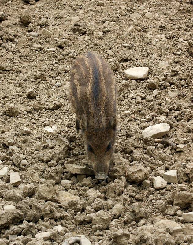 High angle shot of a wild boar piglet in earthy and stony ambiance, stock photo