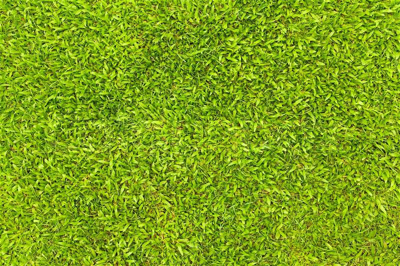 Top view of Natural green grass texture, Aerial view of park, stock photo