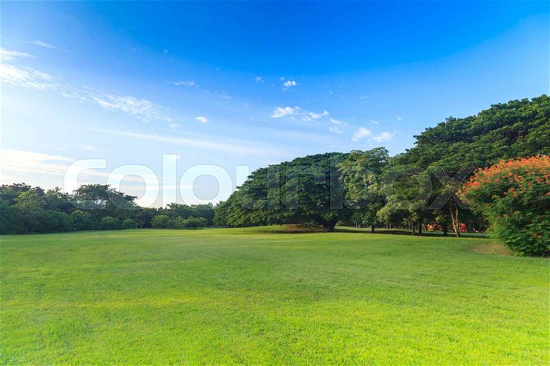 Green trees in beautiful park under the blue sky, stock photo