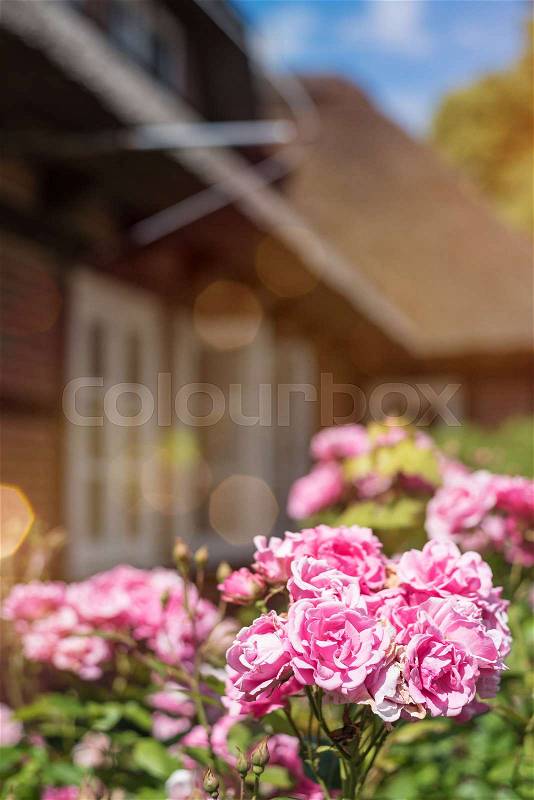 Lush pink roses with traditional half-timbered house in blurred background, stock photo