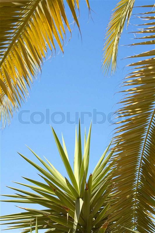Palms and blue sky. Resort in exotic country, stock photo