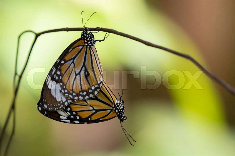 Image of a butterfly on nature background. Insect Animal, stock photo