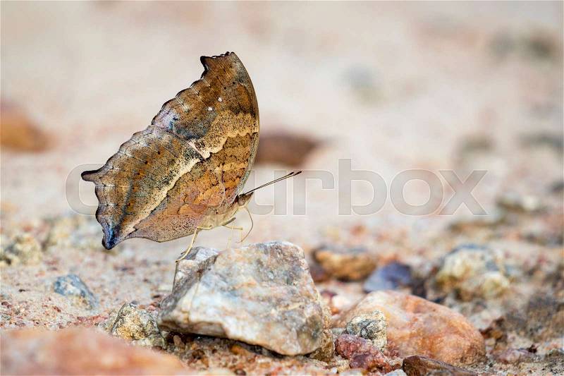 Image of a butterfly on nature background. Insect Animal (Lurcher.,Yoma sabina vasuki Doherty), stock photo
