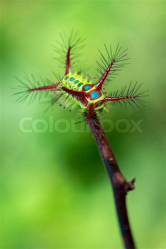 Image of a wattle cup caterpillar on nature background. Insect Animal, stock photo