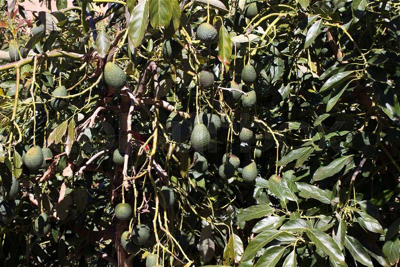 Avocado tree picture. Garden with green organic fruits, stock photo