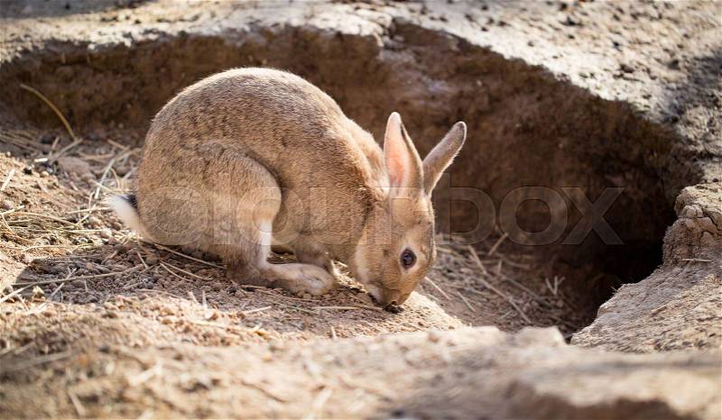 Hares on the ground in the wild , stock photo